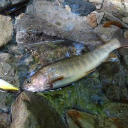 渓流ミノーイング